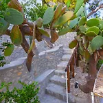 Villa Faraglionensis Monaconehouse *